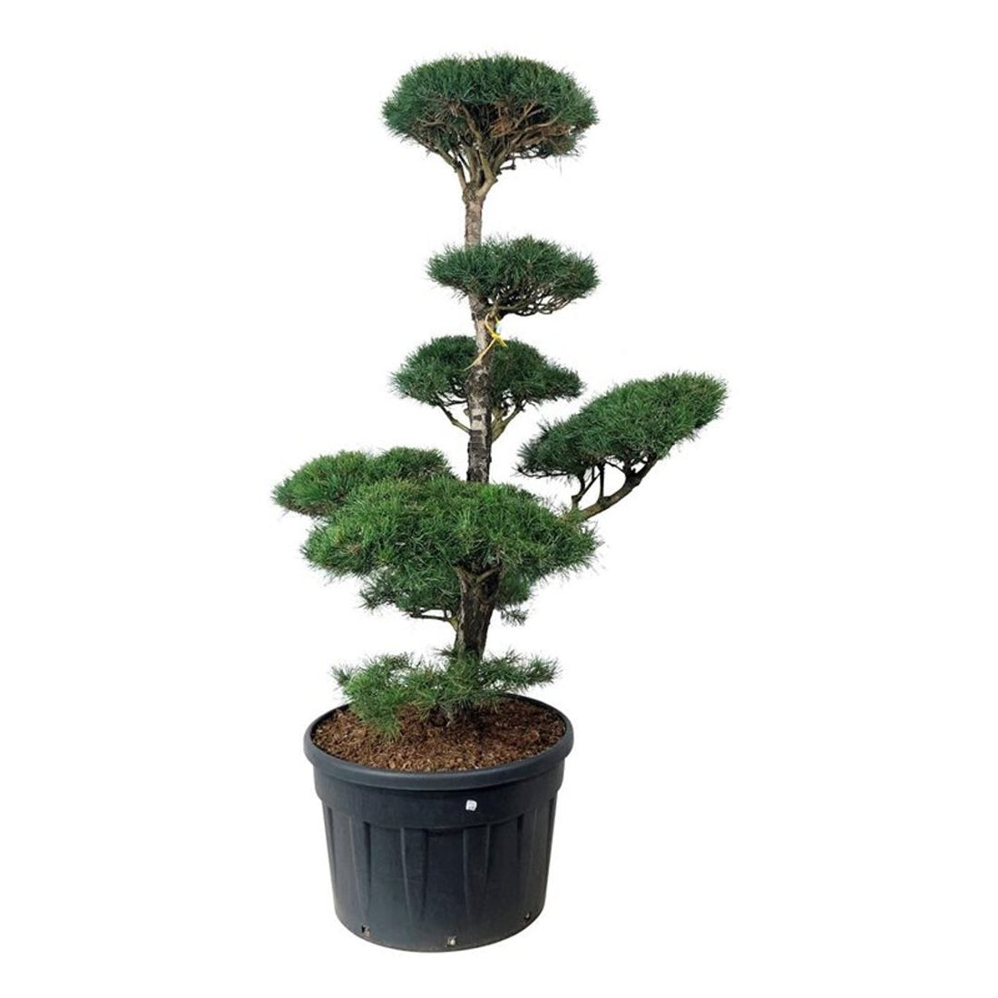 Pinus sylvestris Bonsai 175–200 cm C230