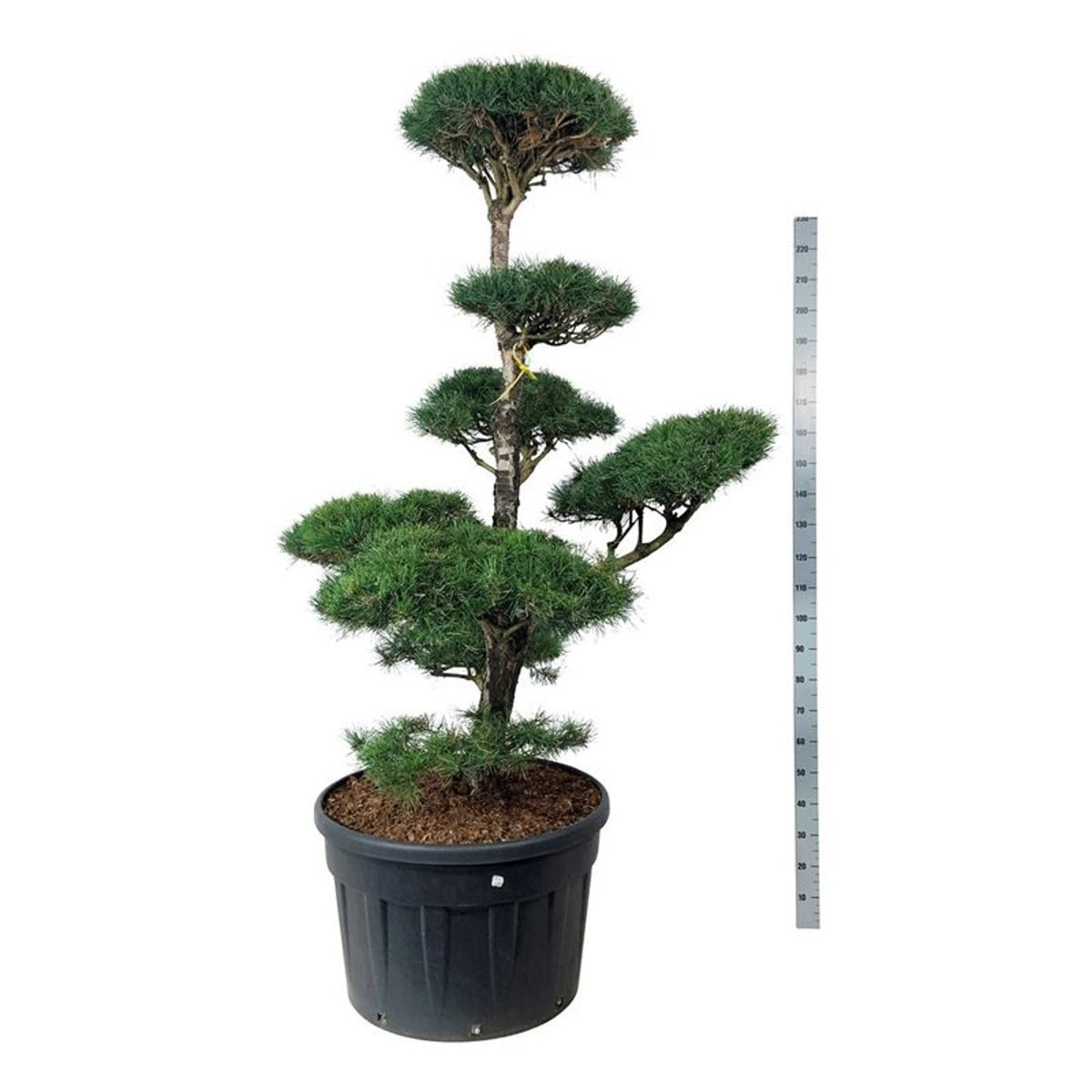 Pinus sylvestris Bonsai 175–200 cm C230