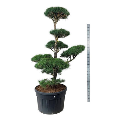 Pinus sylvestris Bonsai 175–200 cm C230