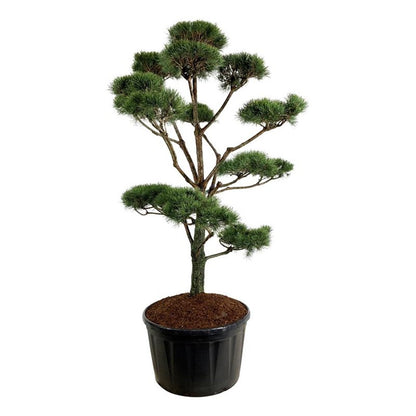 Pinus sylvestris Bonsai 225–250 cm C285 (285 liters kruka)