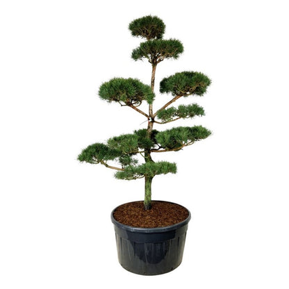 Pinus sylvestris Bonsai 250–300 cm C500 (500 liters kruka)