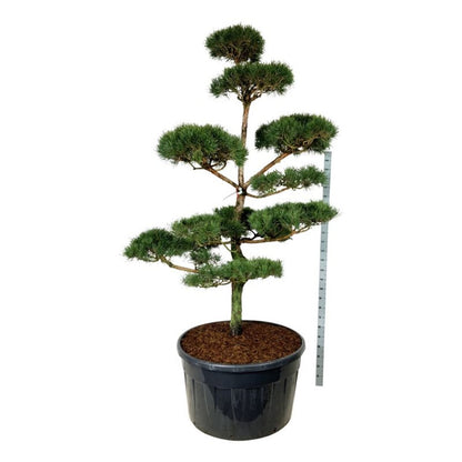 Pinus sylvestris Bonsai 250–300 cm C500 (500 liters kruka)