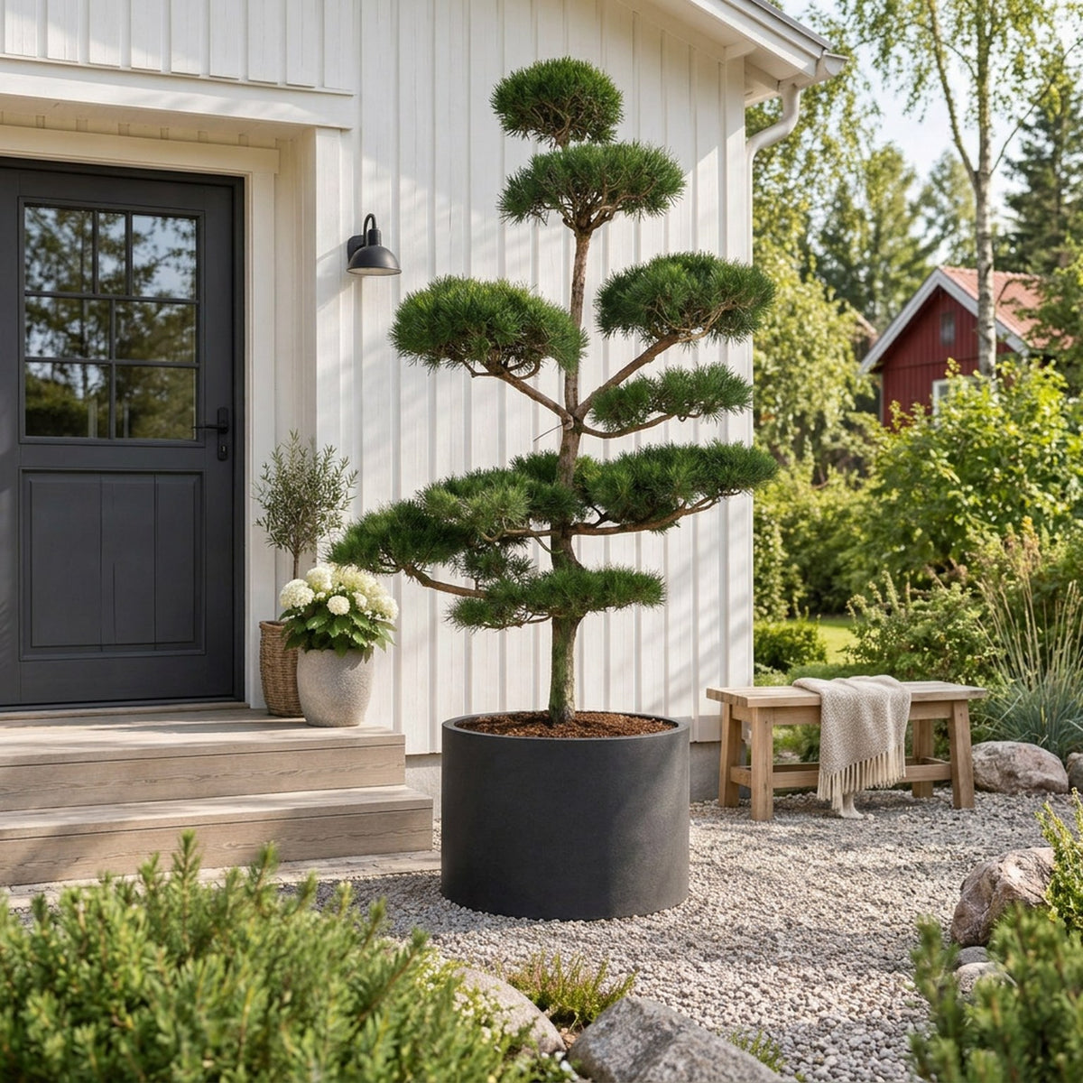 Pinus sylvestris Bonsai 250–300 cm C500 (500 liters kruka)