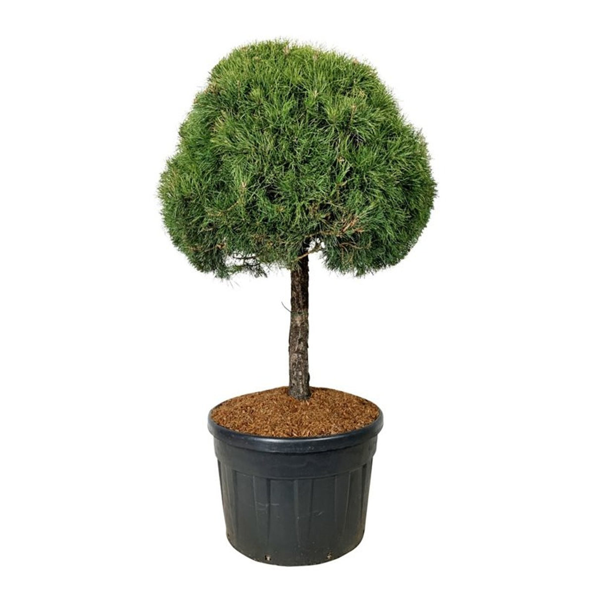 Pinus sylvestris stamträd 80 cm, C180 (180 liters kruka)