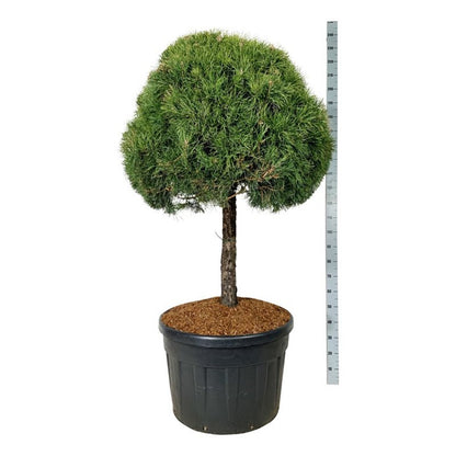 Pinus sylvestris stamträd 80 cm, C180 (180 liters kruka)