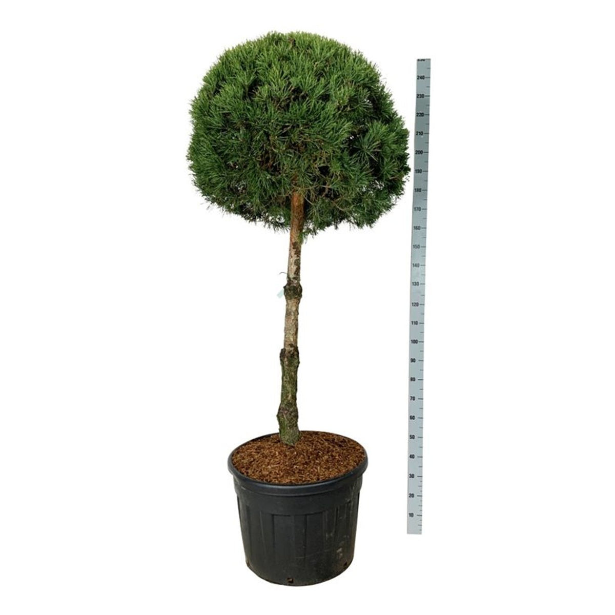 Pinus sylvestris stamträd 100 cm, krona 70-80 cm, C130 (130 liters kruka)