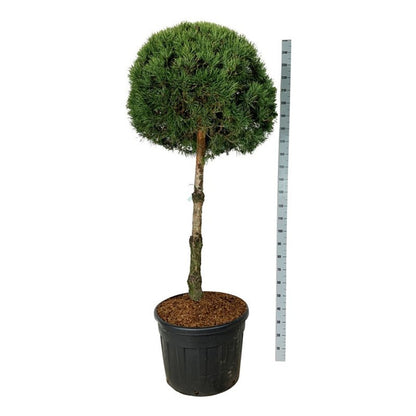 Pinus sylvestris stamträd 100 cm, krona 70-80 cm, C130 (130 liters kruka)