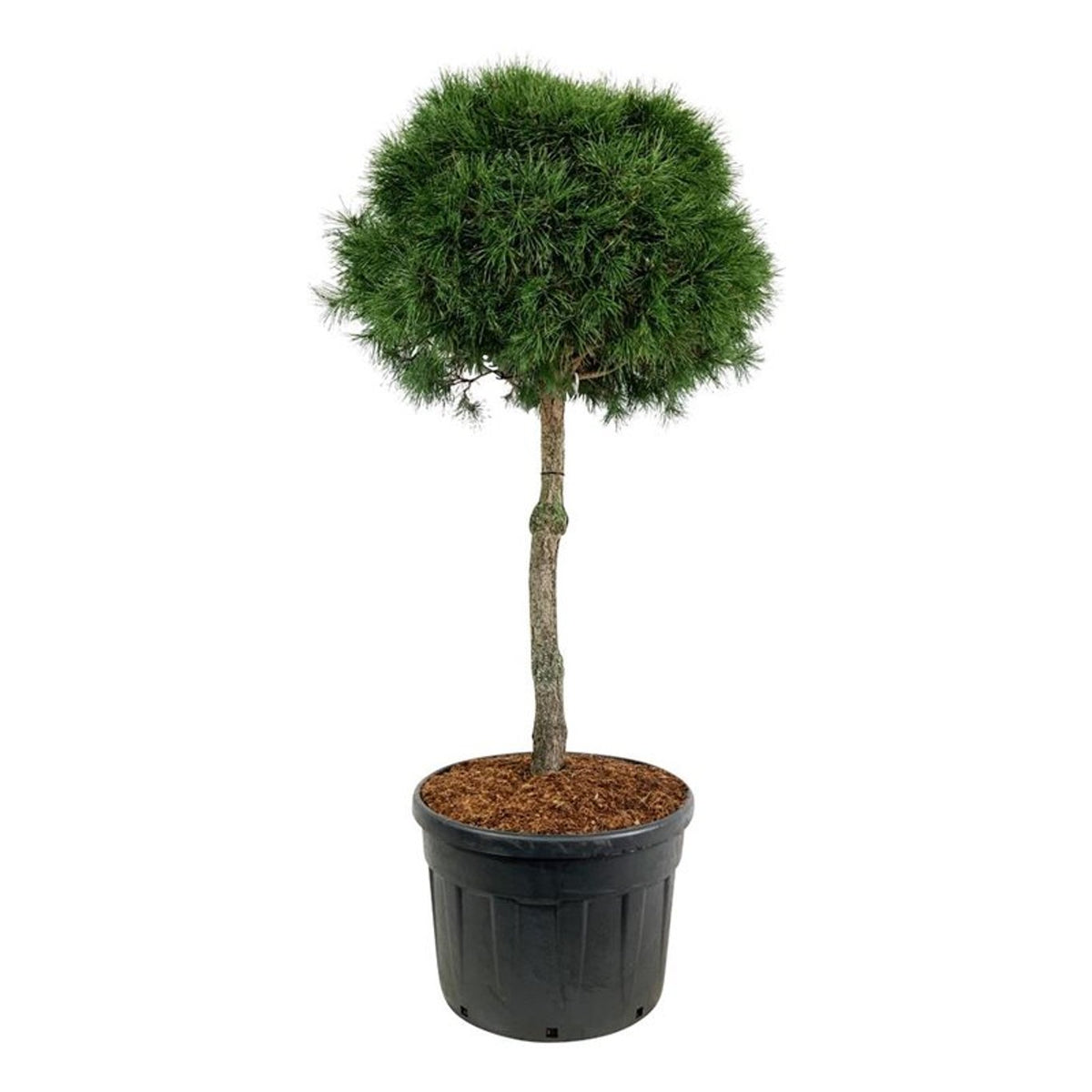 Pinus sylvestris Stamträd 100 cm, krona 90–100 cm, C180 (180 liters kruka)