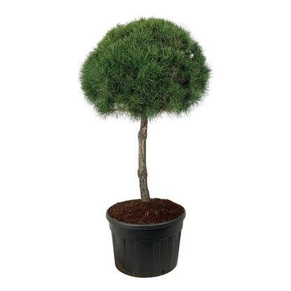 Pinus sylvestris stamträd 100 cm, krona 90-100 cm, C230 (230 liters kruka)