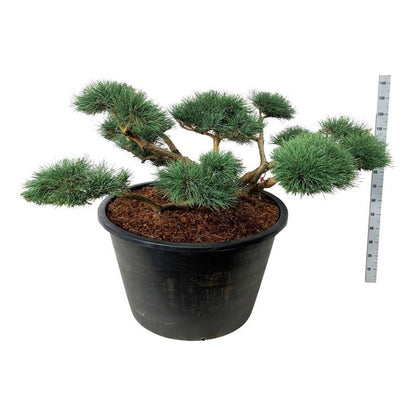 Pinus sylv. &