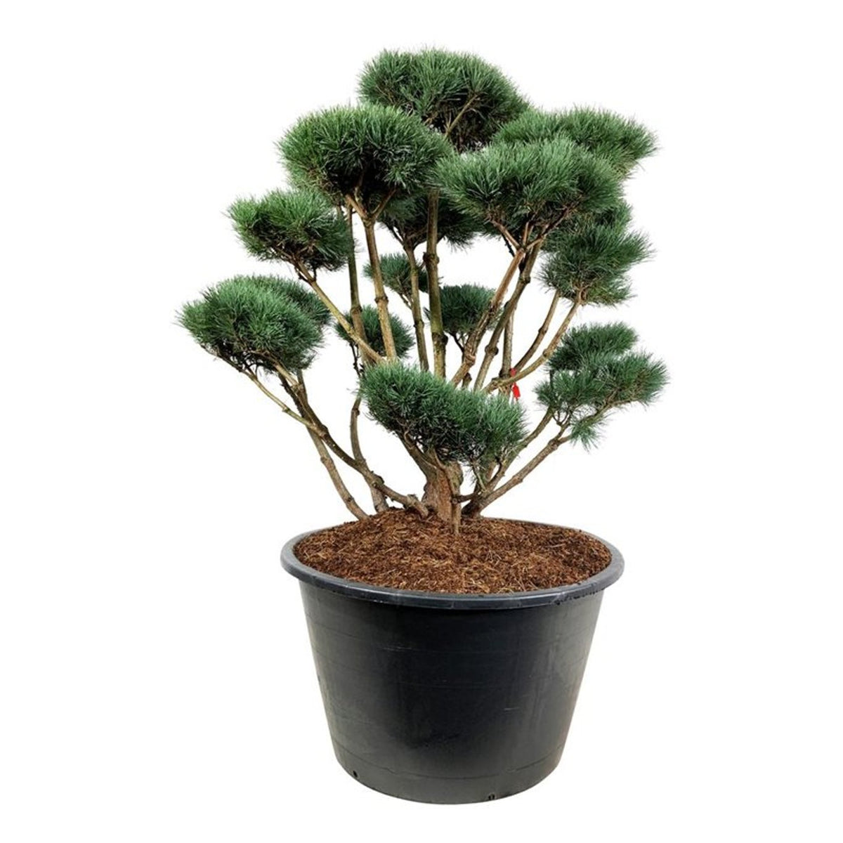 Pinus sylv. &