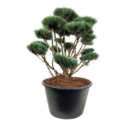 Pinus sylv. &