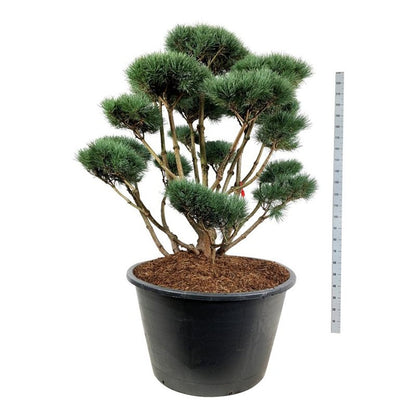 Pinus sylv. &