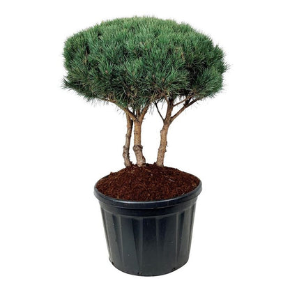 Pinus sylvestris &