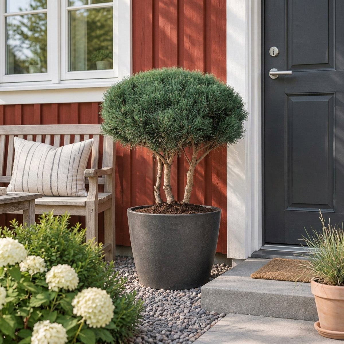 Pinus sylvestris &