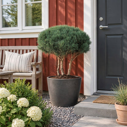 Pinus sylvestris &