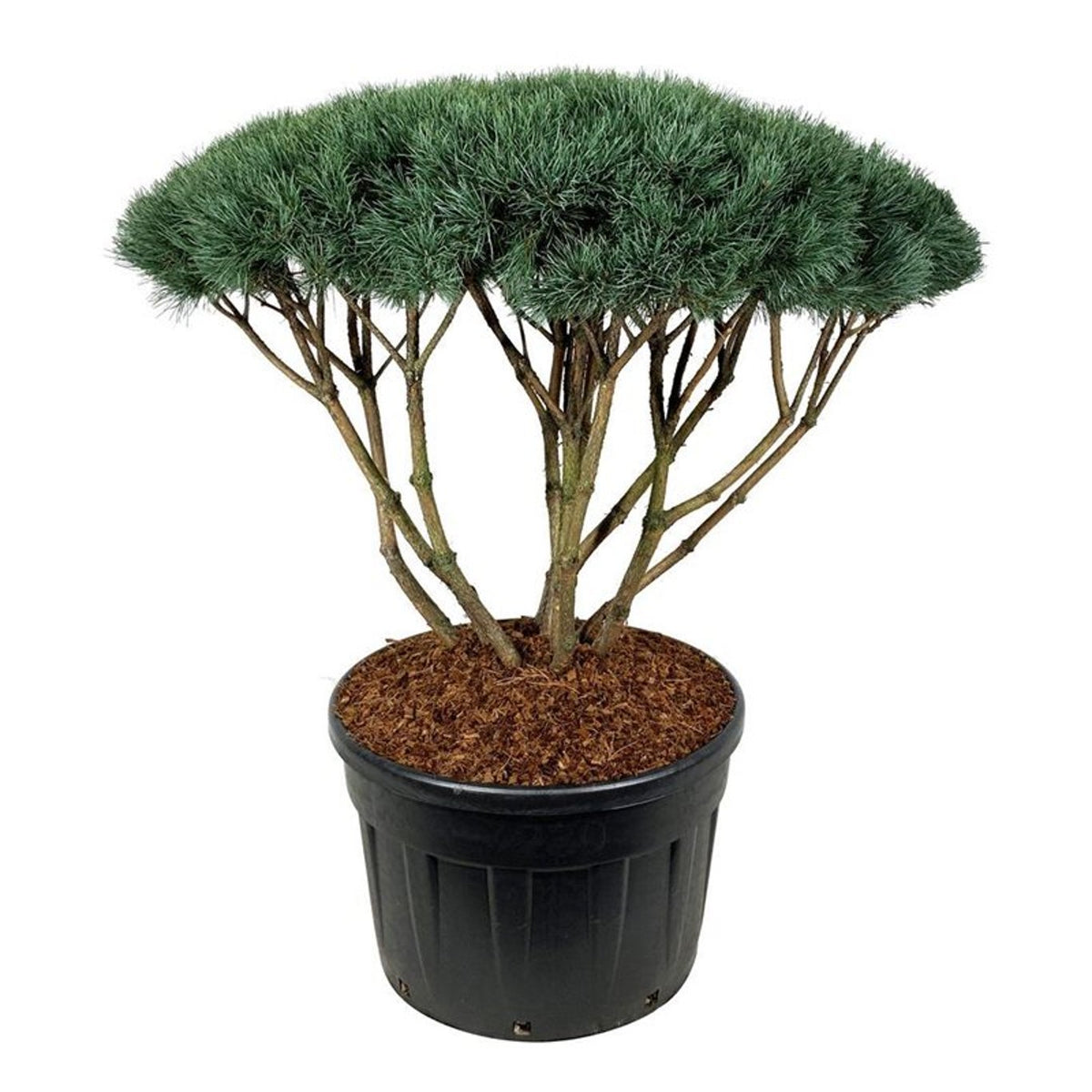 Pinus sylv. &