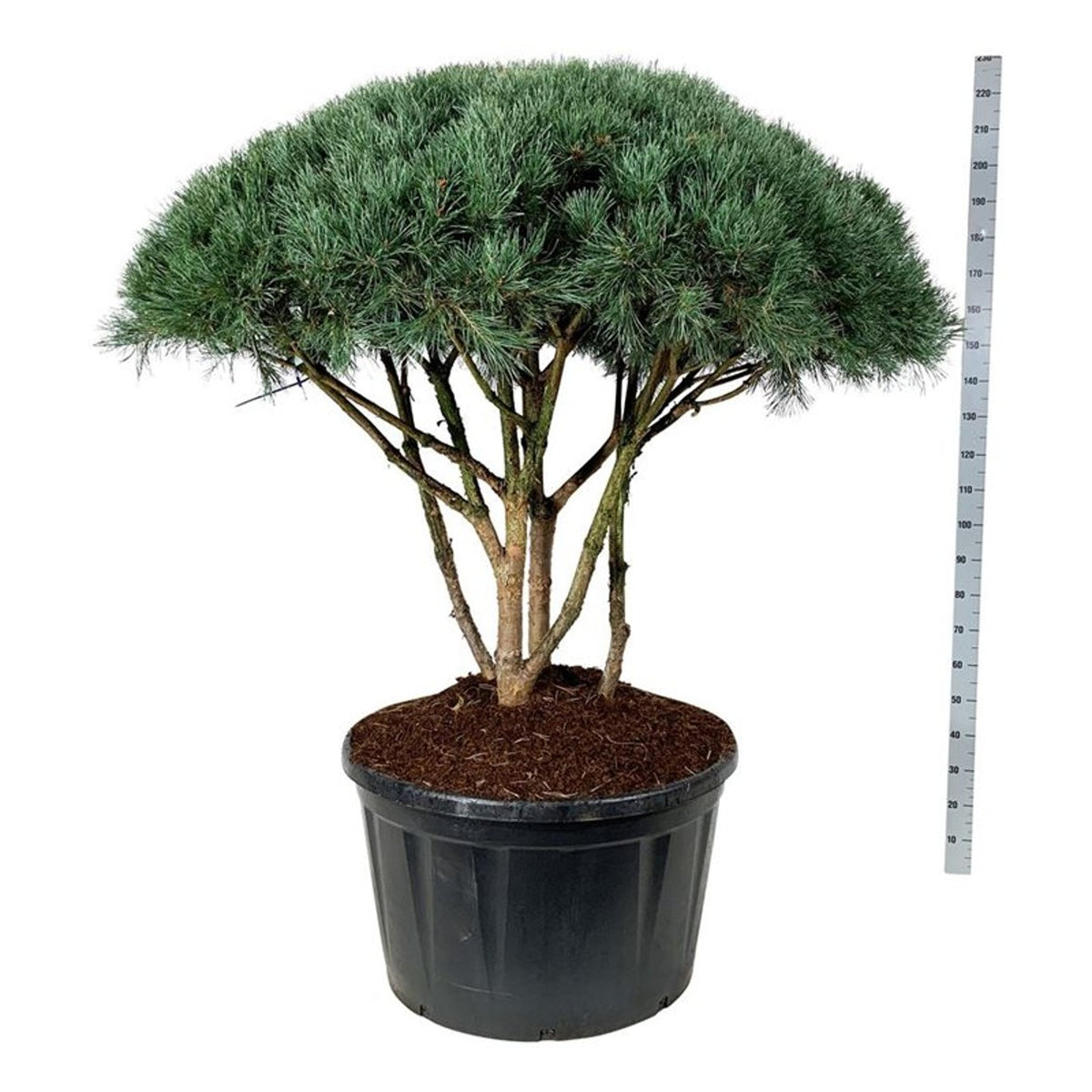 Pinus sylv. &