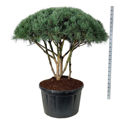 Pinus sylv. &