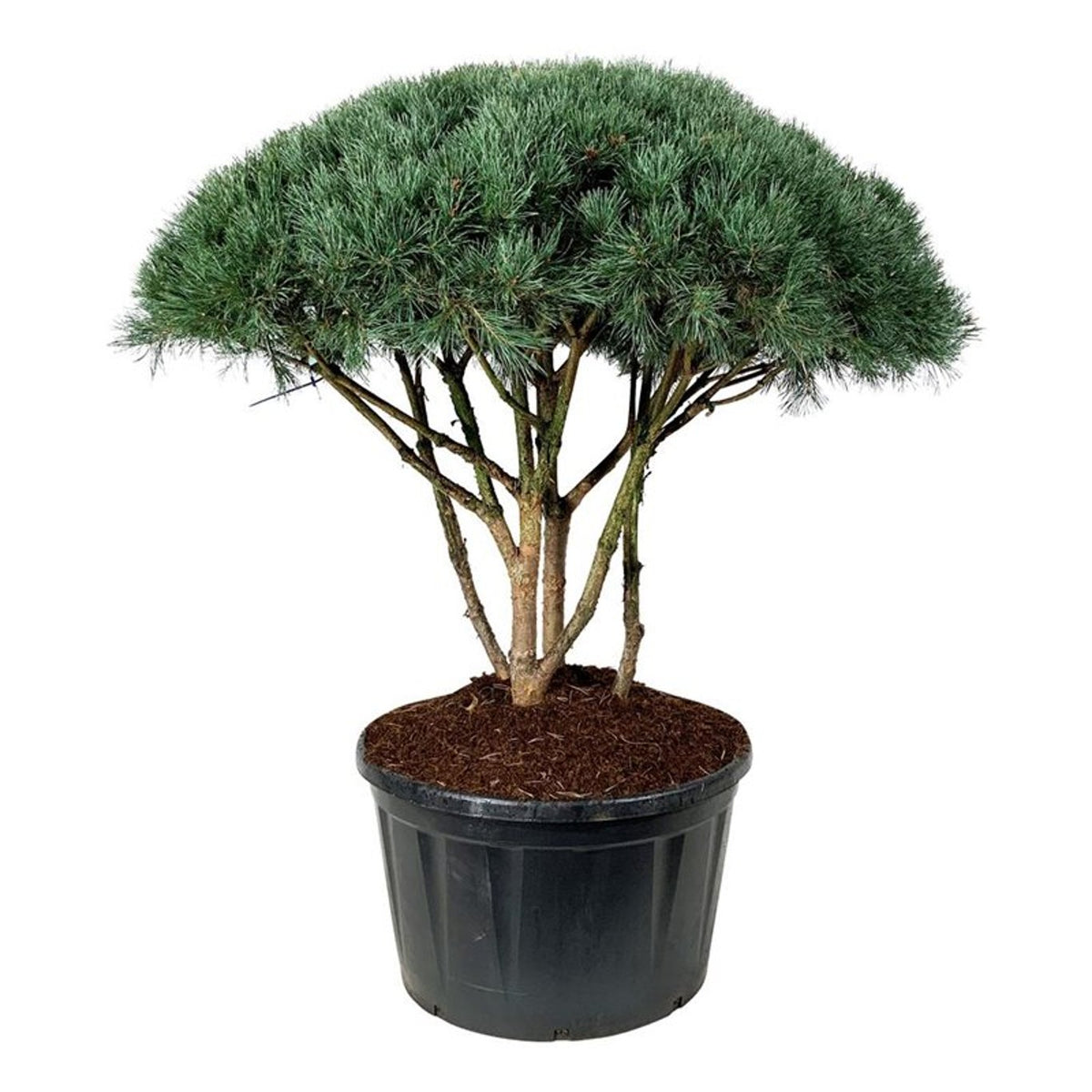Pinus sylv. &