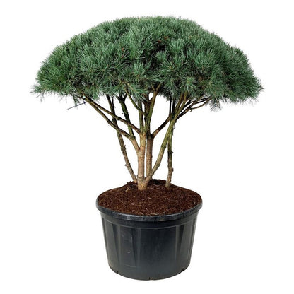 Pinus sylv. &