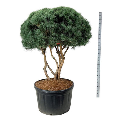 Pinus sylv. &