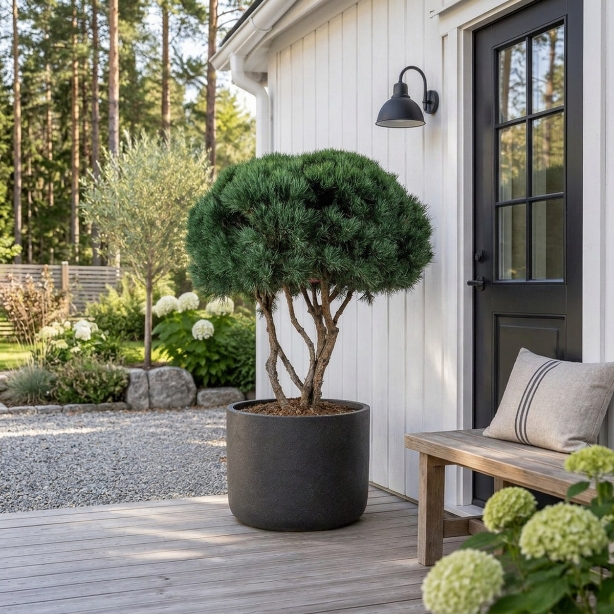 Pinus sylv. &