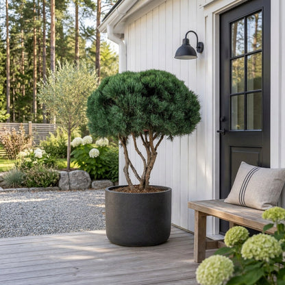 Pinus sylv. &