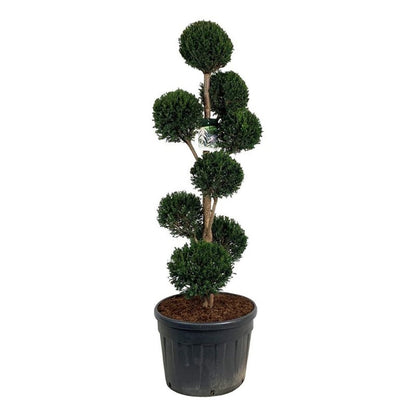Taxus baccata Multiball 150-175 cm C130 (130 liters kruka)