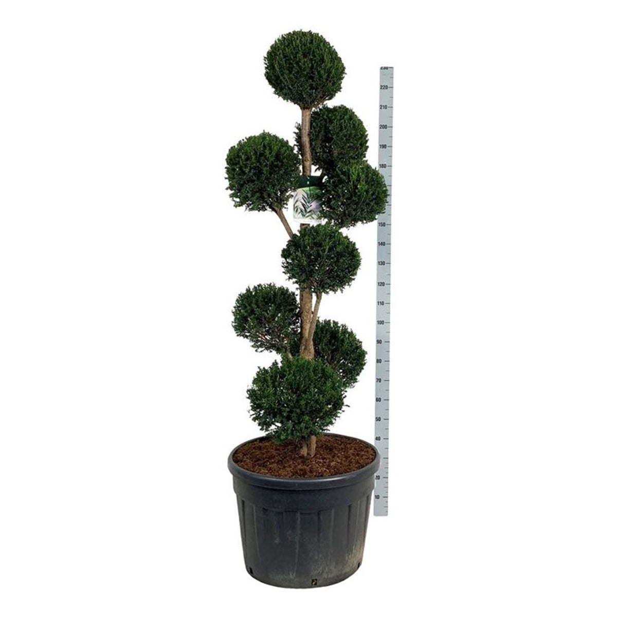 Taxus baccata Multiball 150-175 cm C130 (130 liters kruka)