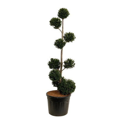 Taxus baccata Flerklot 175–200 cm C90 (90 liters kruka)