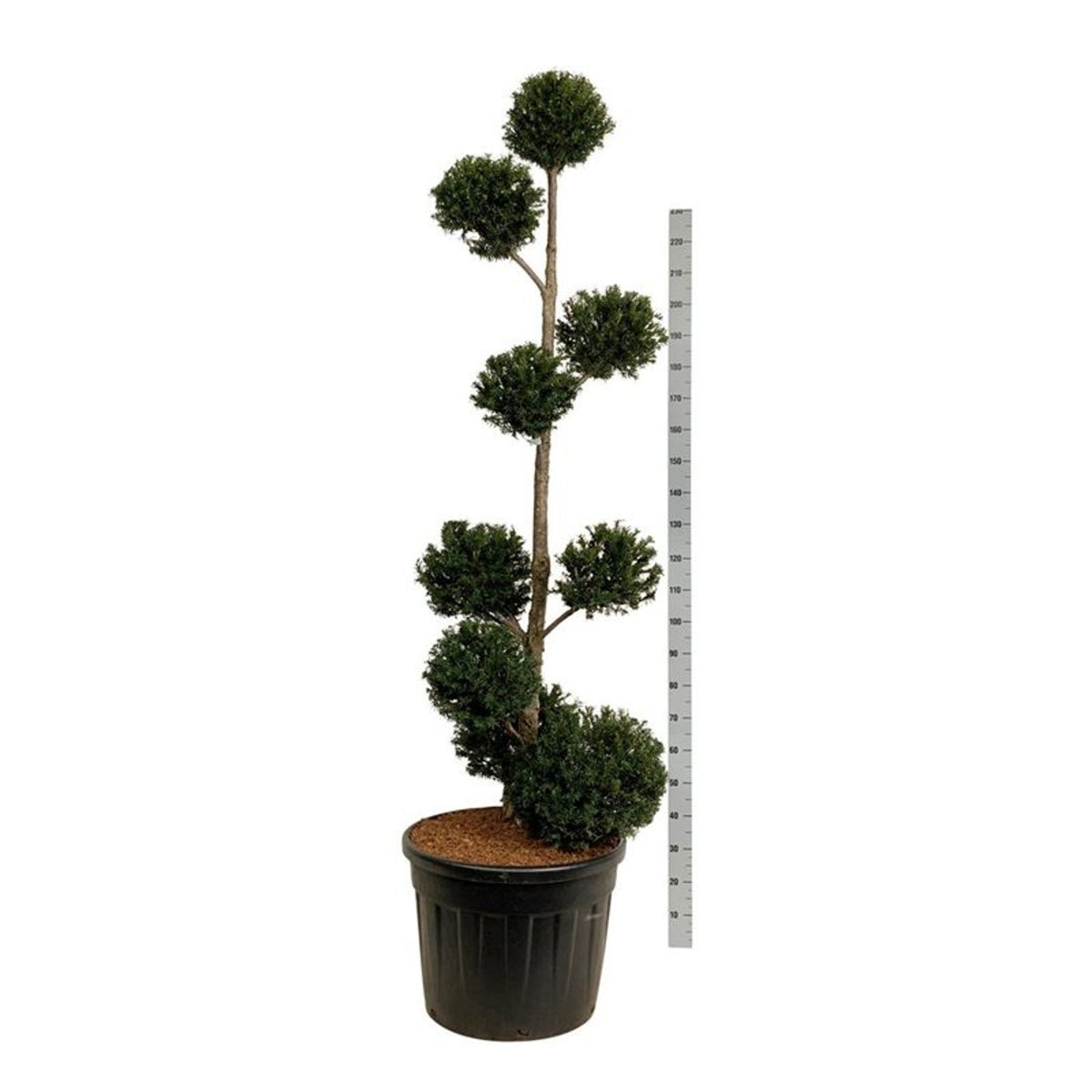 Taxus baccata Flerklot 175–200 cm C90 (90 liters kruka)