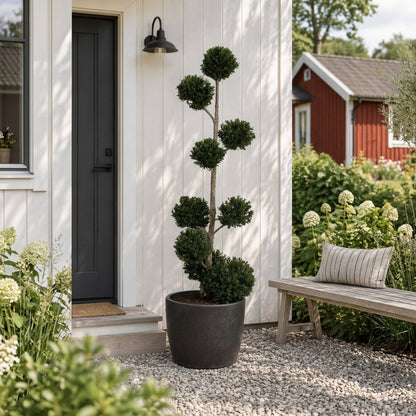 Taxus baccata Flerklot 175–200 cm C90 (90 liters kruka)