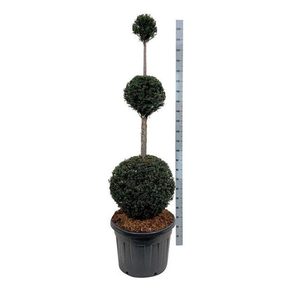 Taxus baccata Trippelklot 150-175 cm C90 (90 liters kruka)