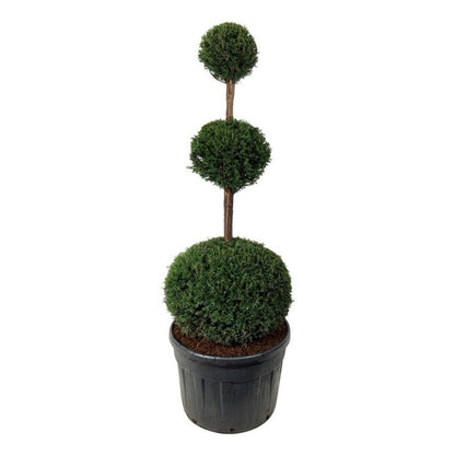 Taxus baccata Trippelklot 150-175 cm C180 (180 liters kruka)
