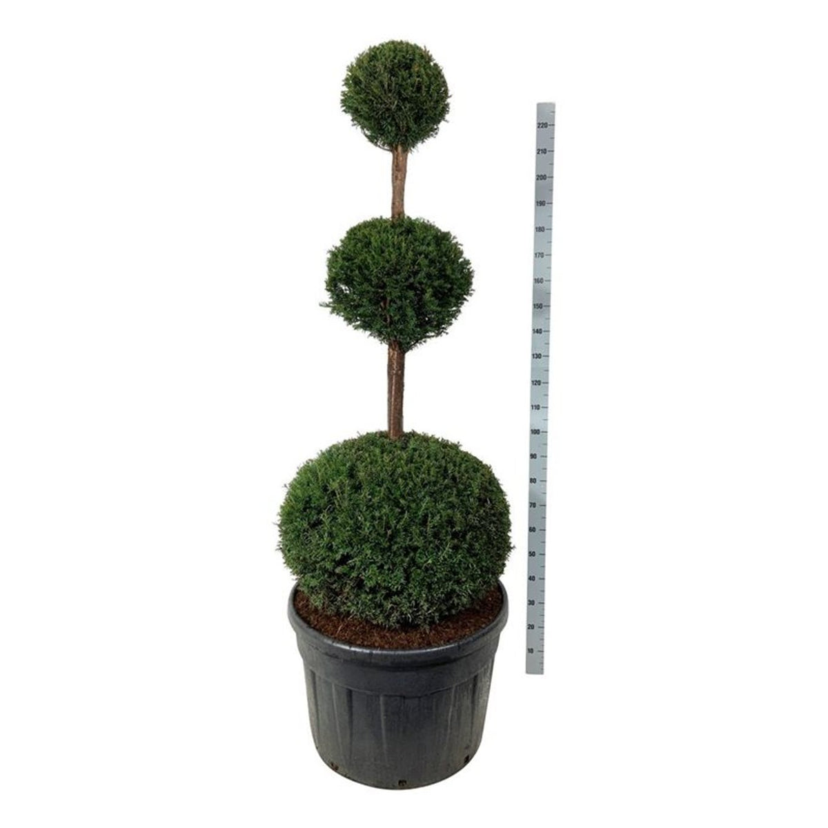 Taxus baccata Trippelklot 150-175 cm C180 (180 liters kruka)