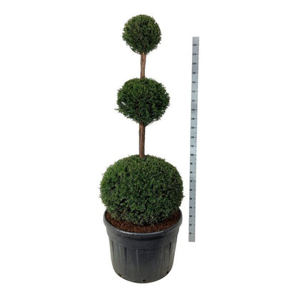 Taxus baccata Trippelklot 150-175 cm C180 (180 liters kruka)