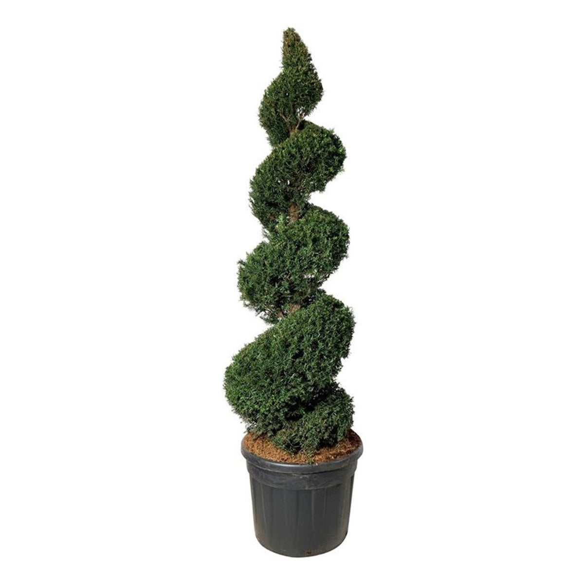 Taxus baccata Spiral 175–200 cm C90 (90 liters kruka)