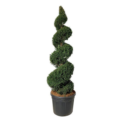 Taxus baccata Spiral 175–200 cm C90 (90 liters kruka)