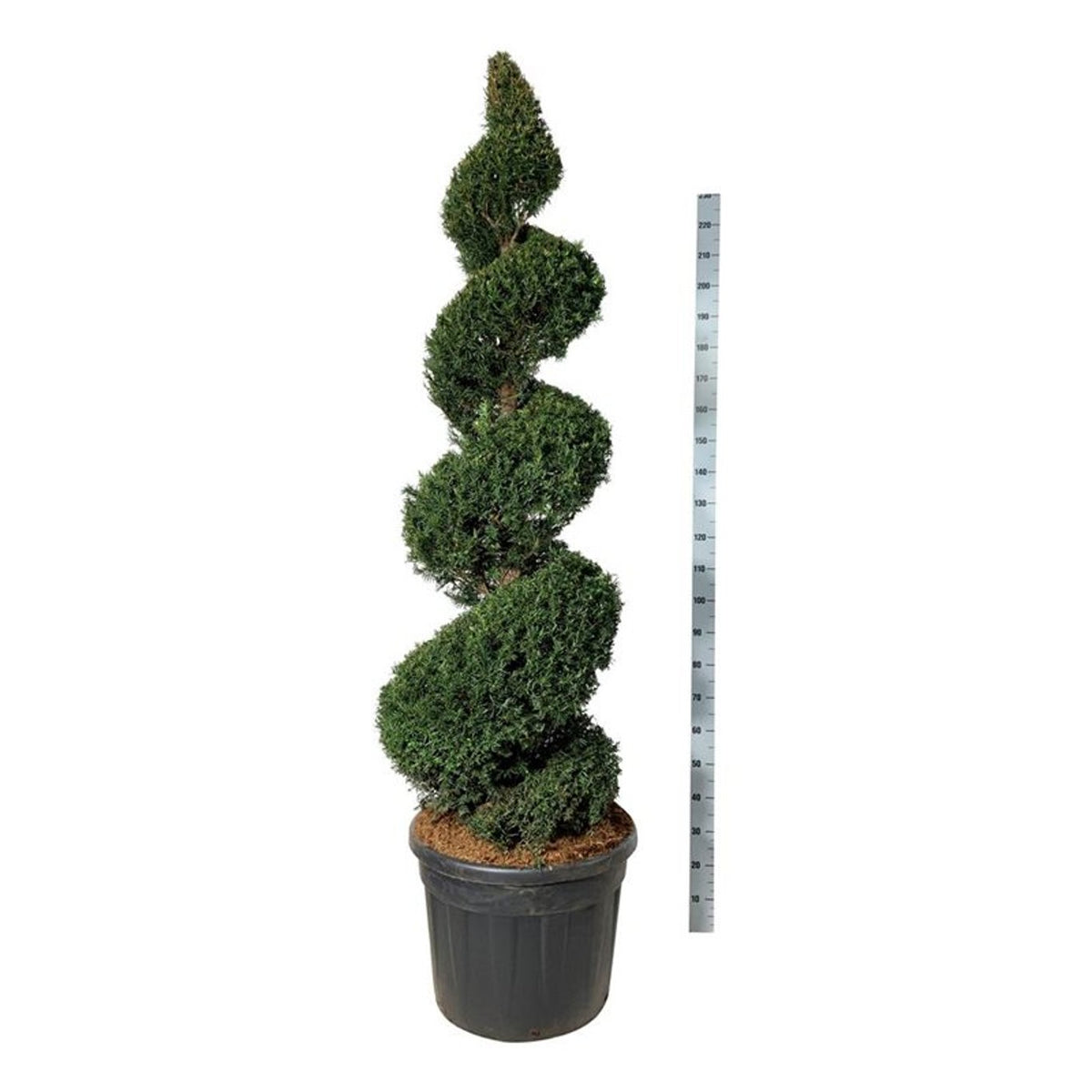 Taxus baccata Spiral 175–200 cm C90 (90 liters kruka)