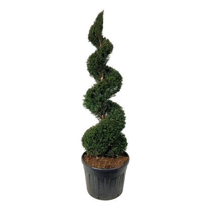Taxus baccata Spiral 175–200 cm C130 (130 liters kruka)