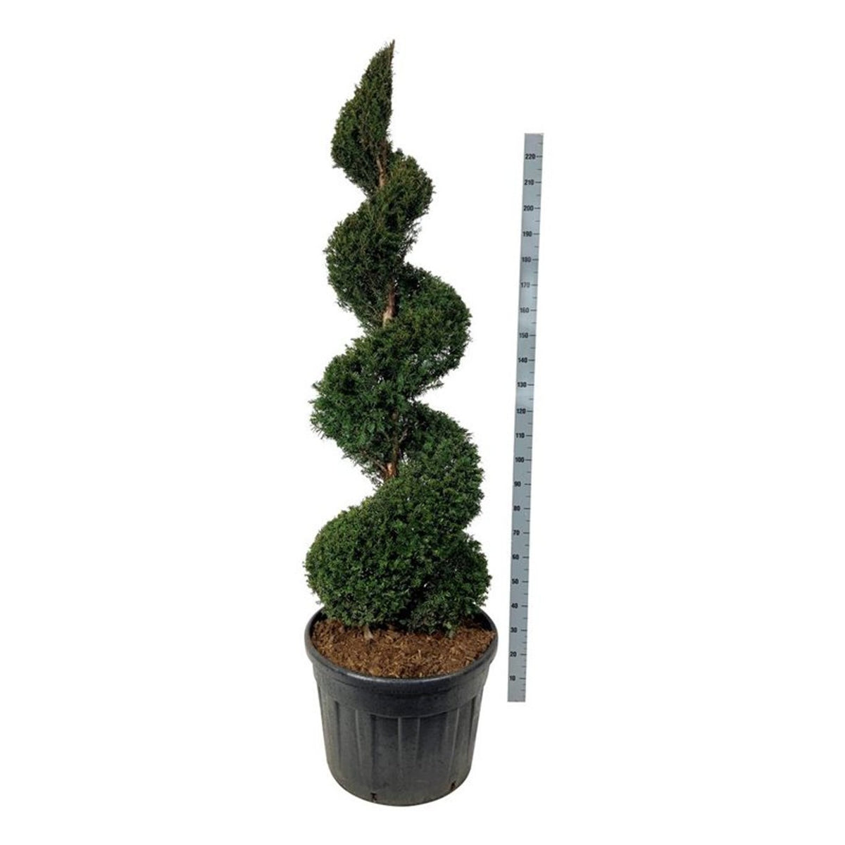 Taxus baccata Spiral 175–200 cm C130 (130 liters kruka)