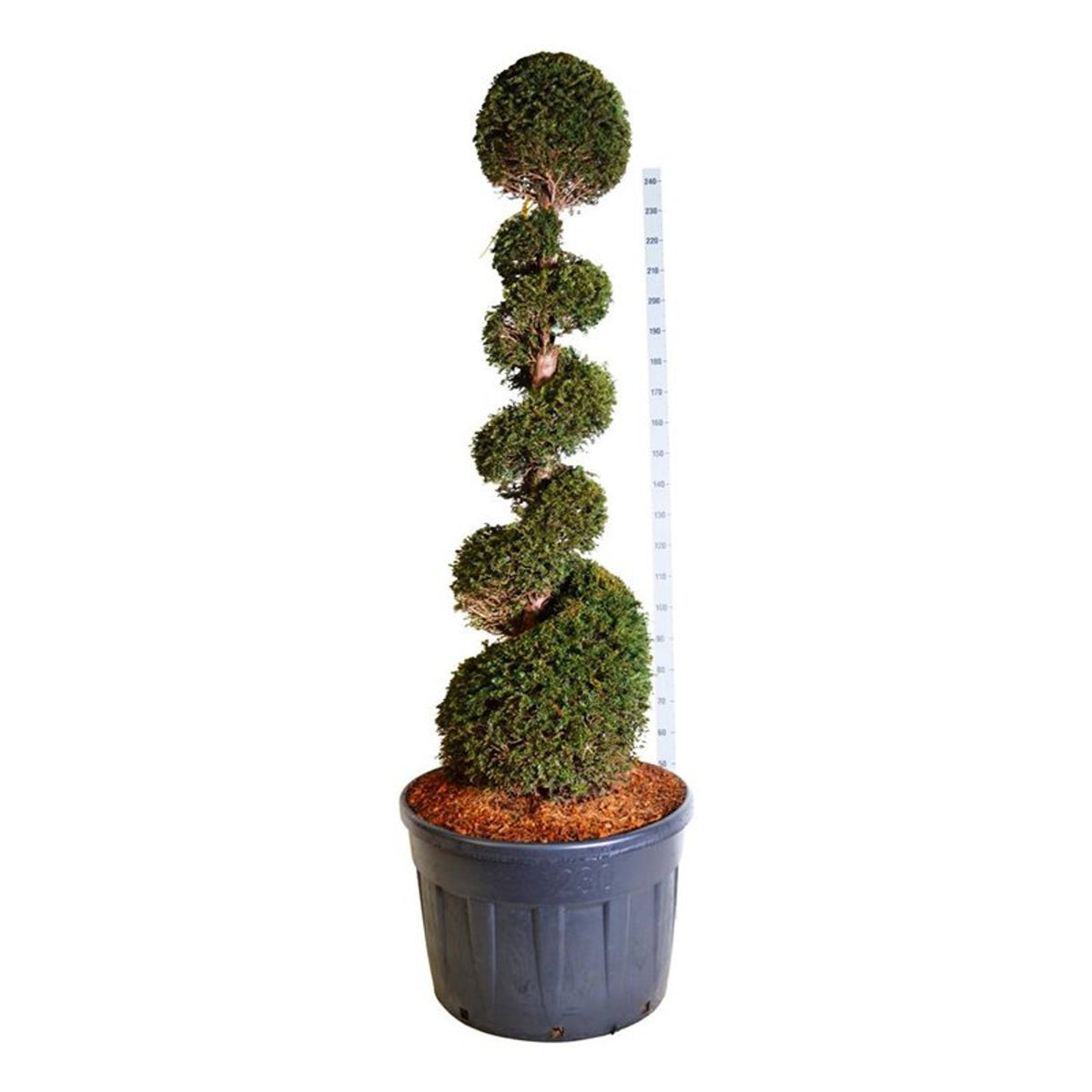 Taxus baccata Spiral 175-200 cm C230 (230 liters kruka)