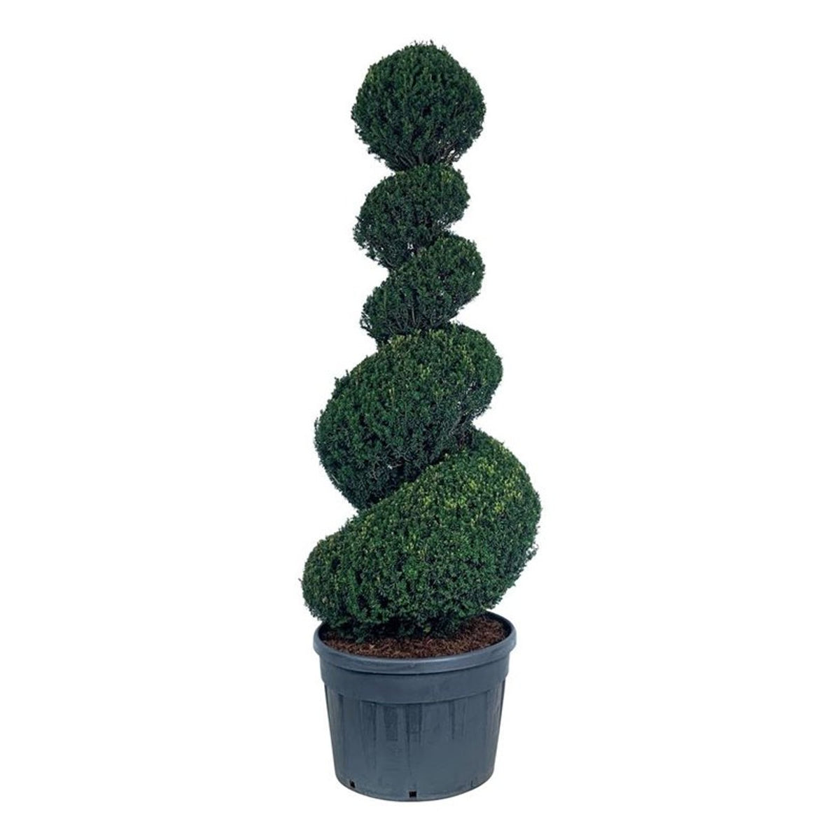 Taxus baccata Spiral 200-225 cm C180 (180 liters kruka)