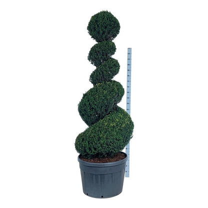 Taxus baccata Spiral 200-225 cm C180 (180 liters kruka)