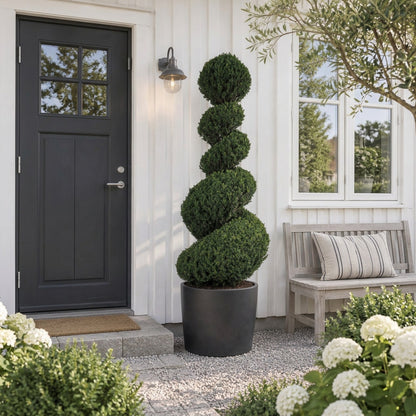 Taxus baccata Spiral 200-225 cm C180 (180 liters kruka)