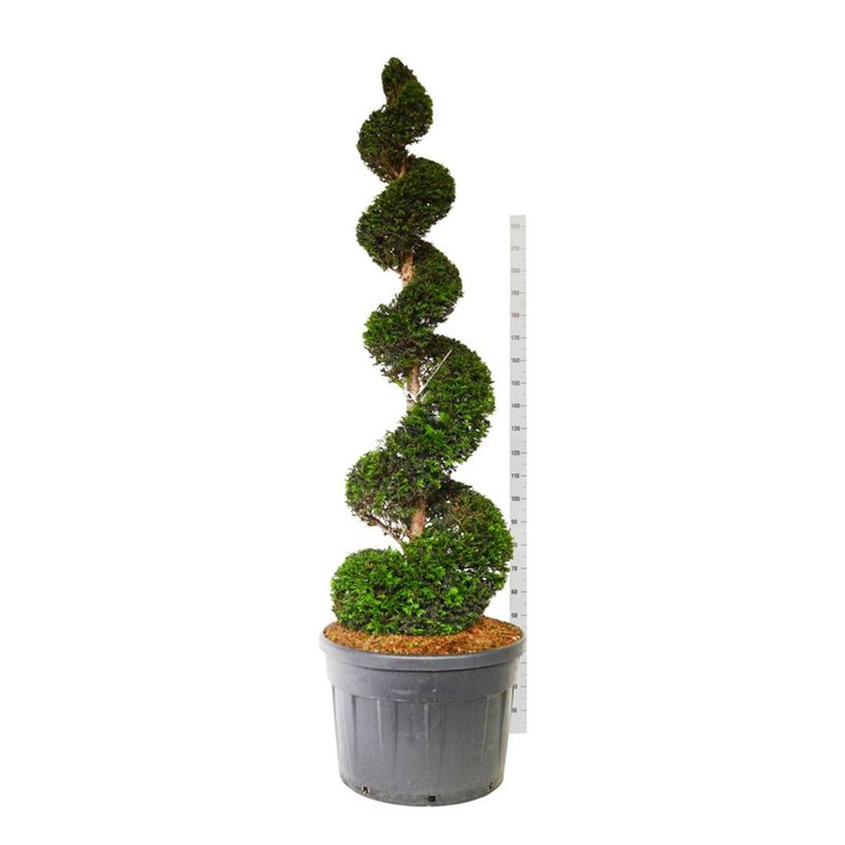 Taxus baccata Spiral 200-225 cm C180 (180 liters kruka)