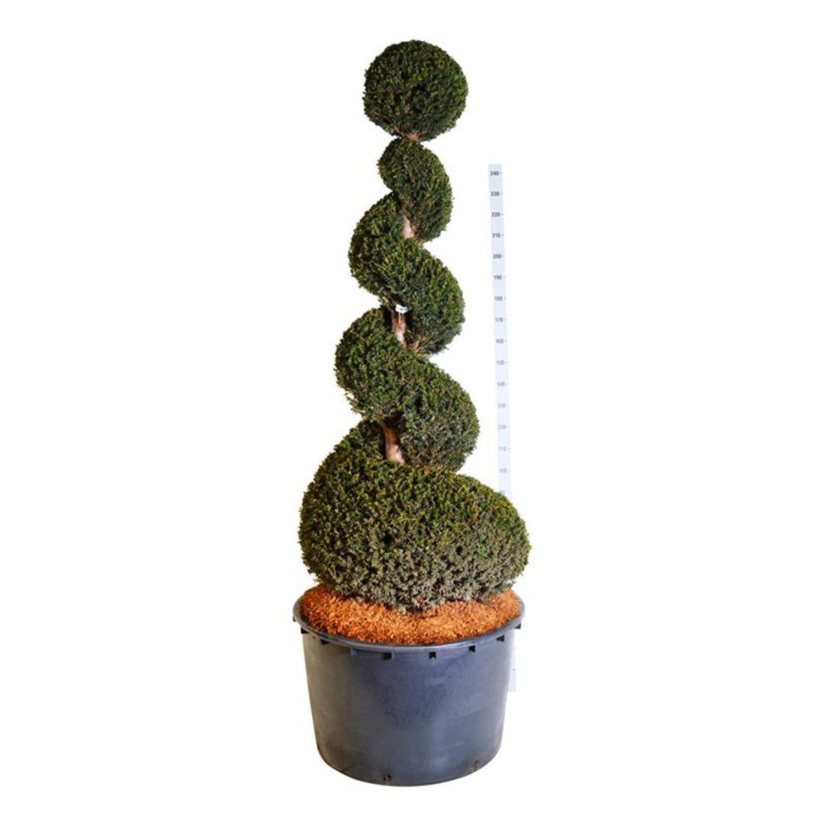 Taxus baccata Spiral 200–225 cm, C285 (285 liters kruka)