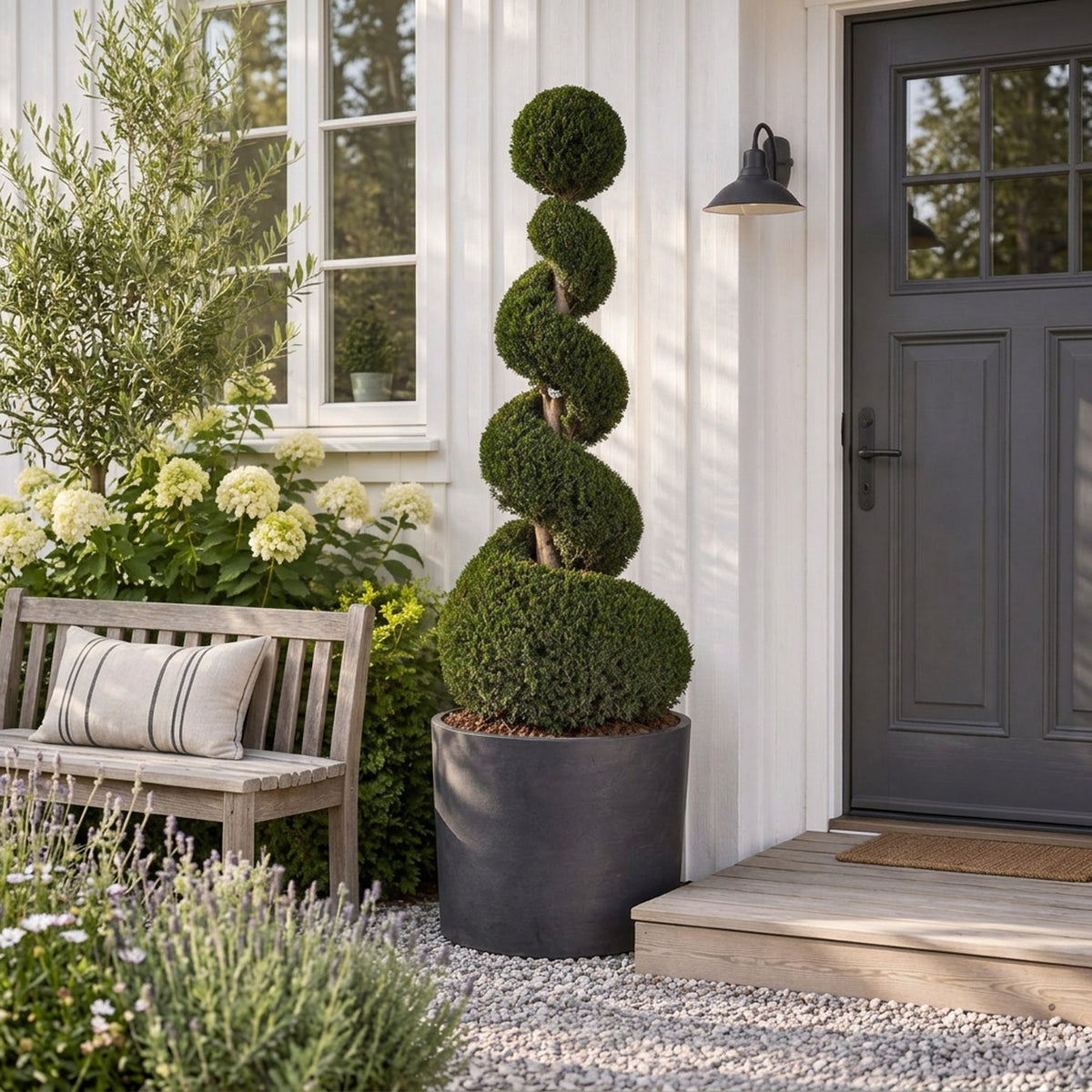 Taxus baccata Spiral 200–225 cm, C285 (285 liters kruka)
