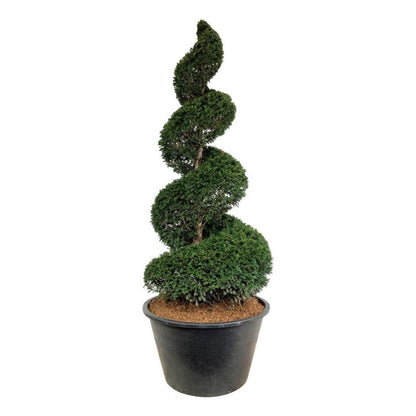 Taxus baccata Spiral 225–250 cm C500 (500 liters kruka)